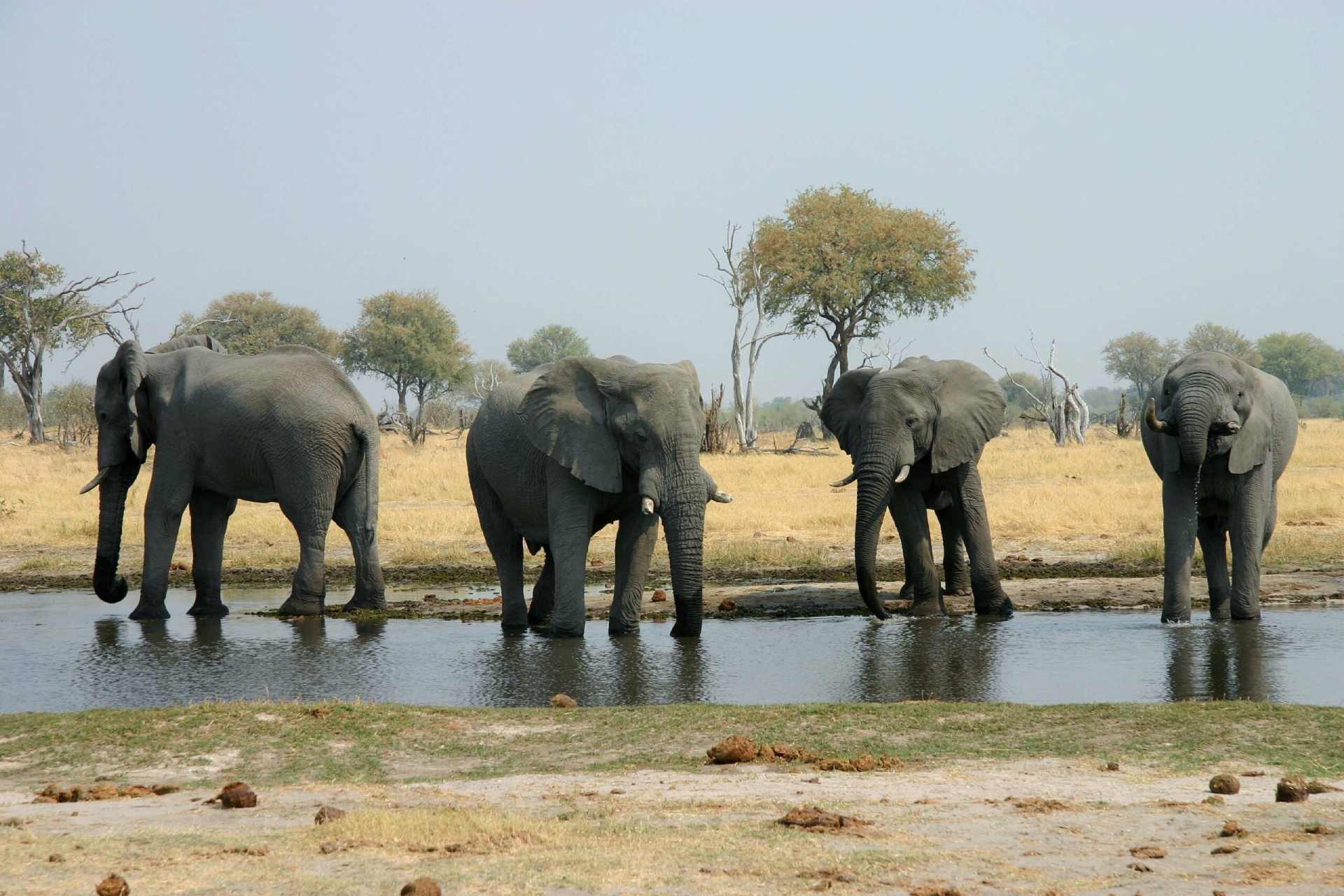Wild elephants in natural habitat for species monitoring