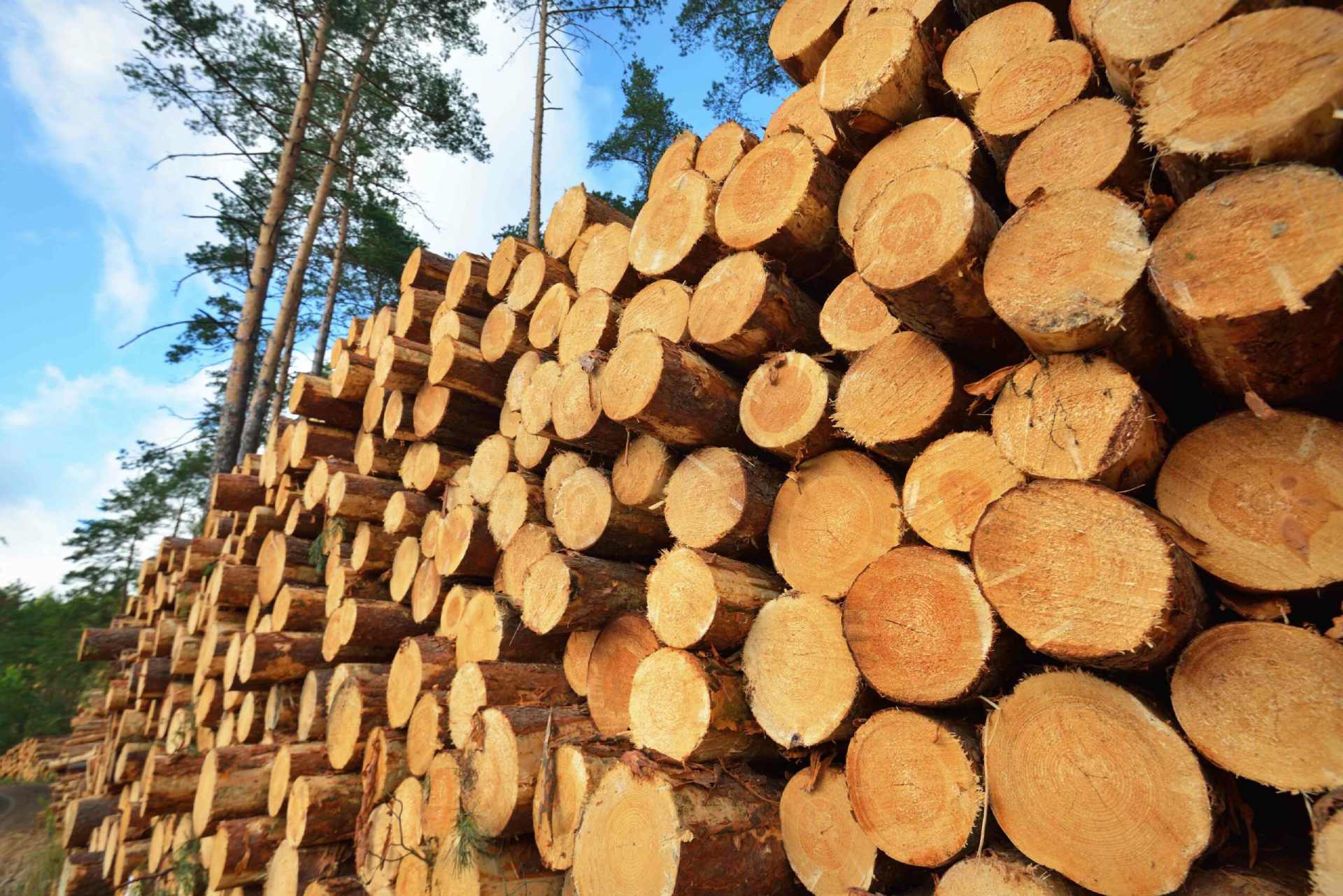 Stacks of freshly harvested timber in a managed forest
