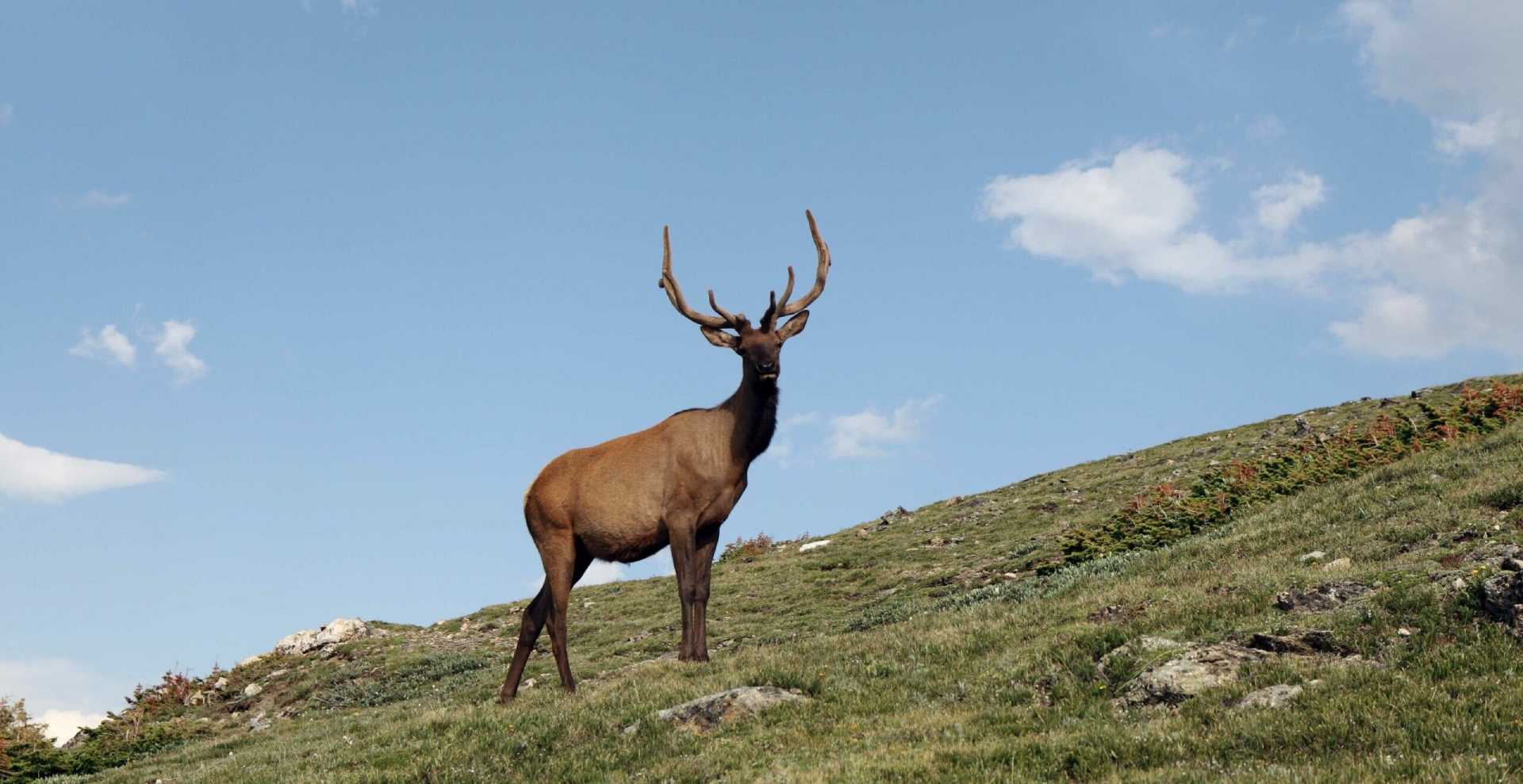 Rocky Mountain elk in natural habitat