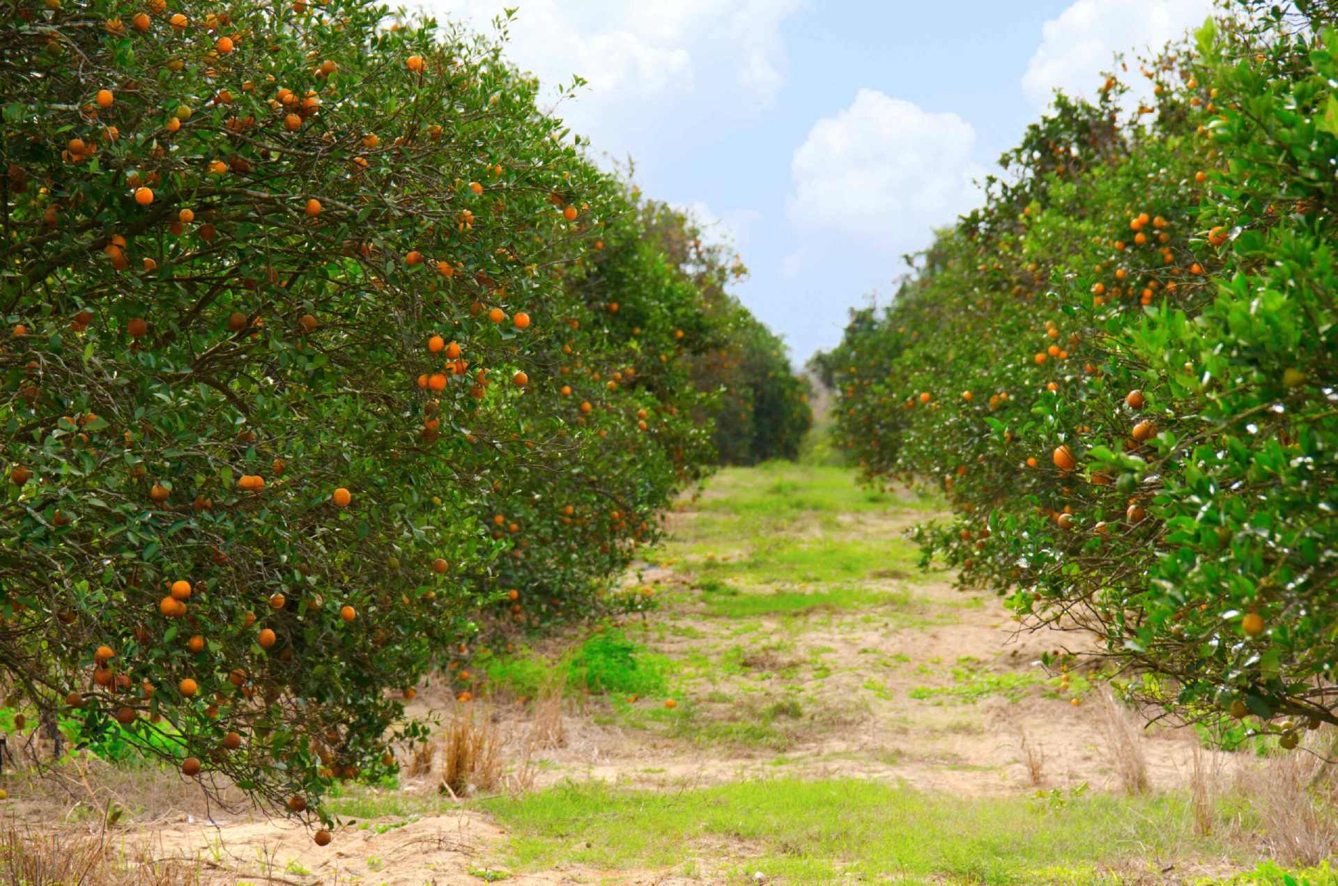 Florida orange tree groves for cropland monitoring