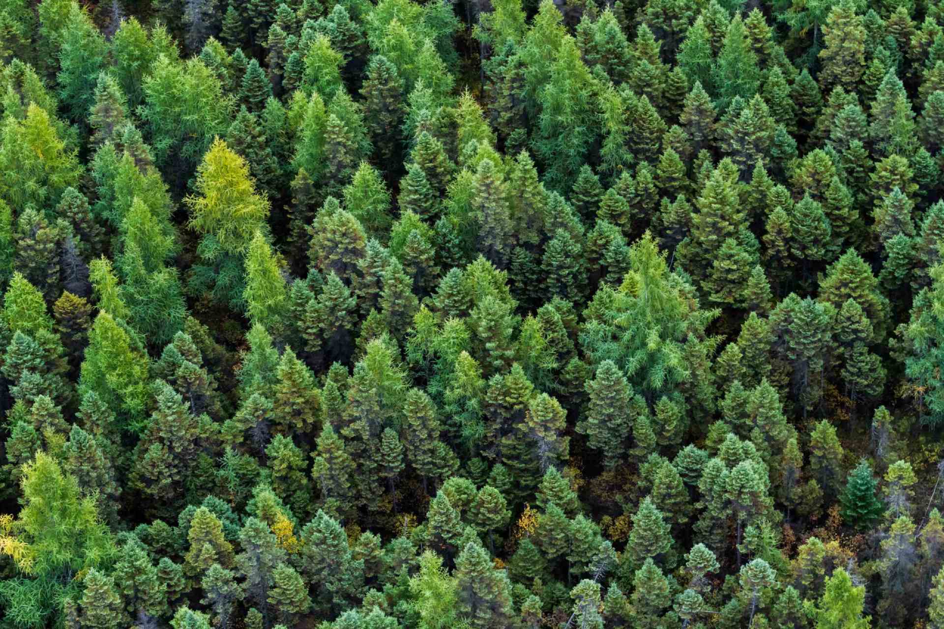 Boreal forest canopy for forest monitoring